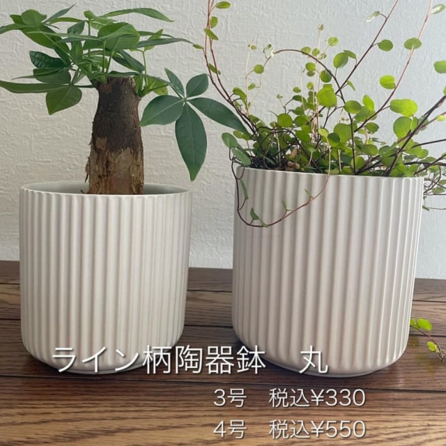 スリーコインズライン陶器鉢