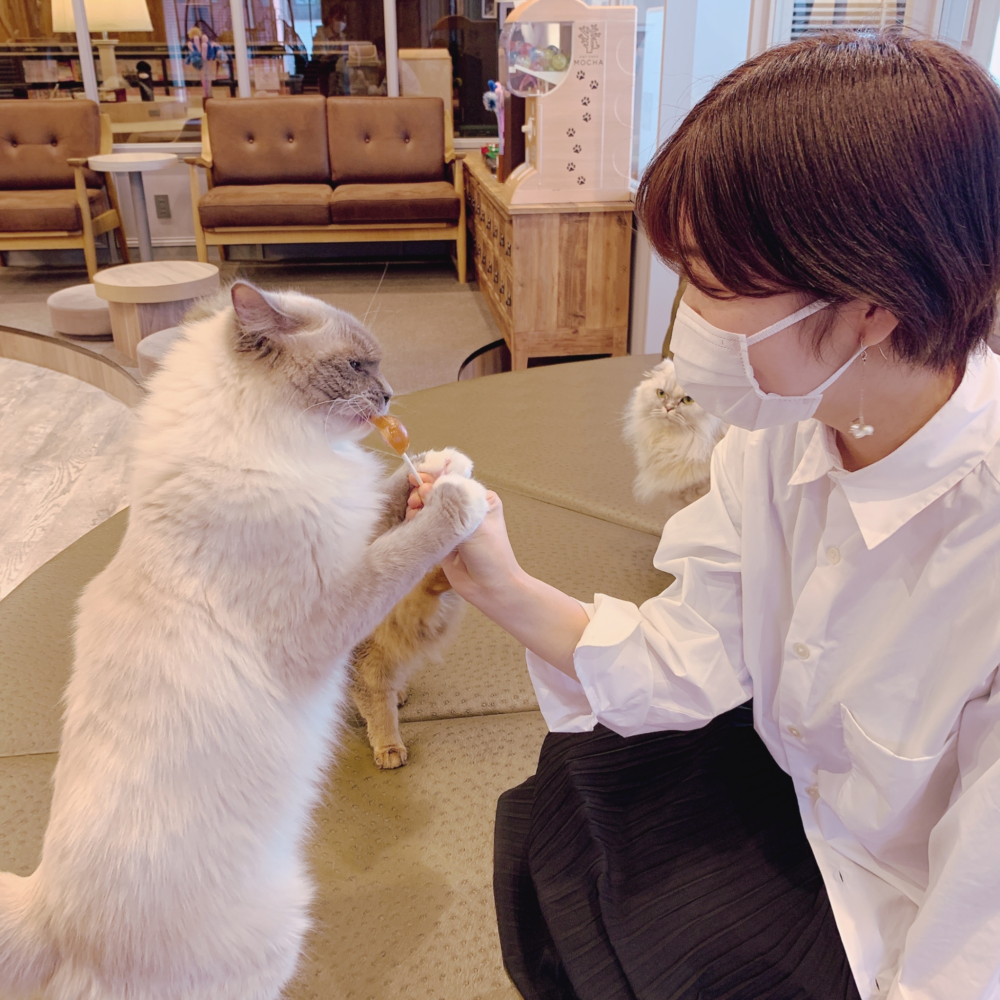 21最新 渋谷 原宿エリアのおすすめ猫カフェ4選 愛くるしい猫たちに癒されよう Lamire ラミレ