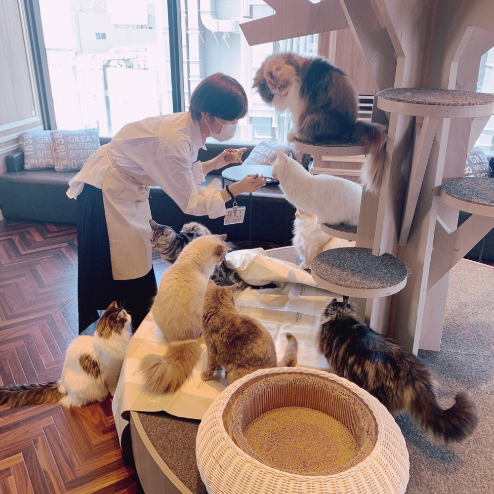 猫カフェ MOCHA （モカ）渋谷センター街店のおやつタイム