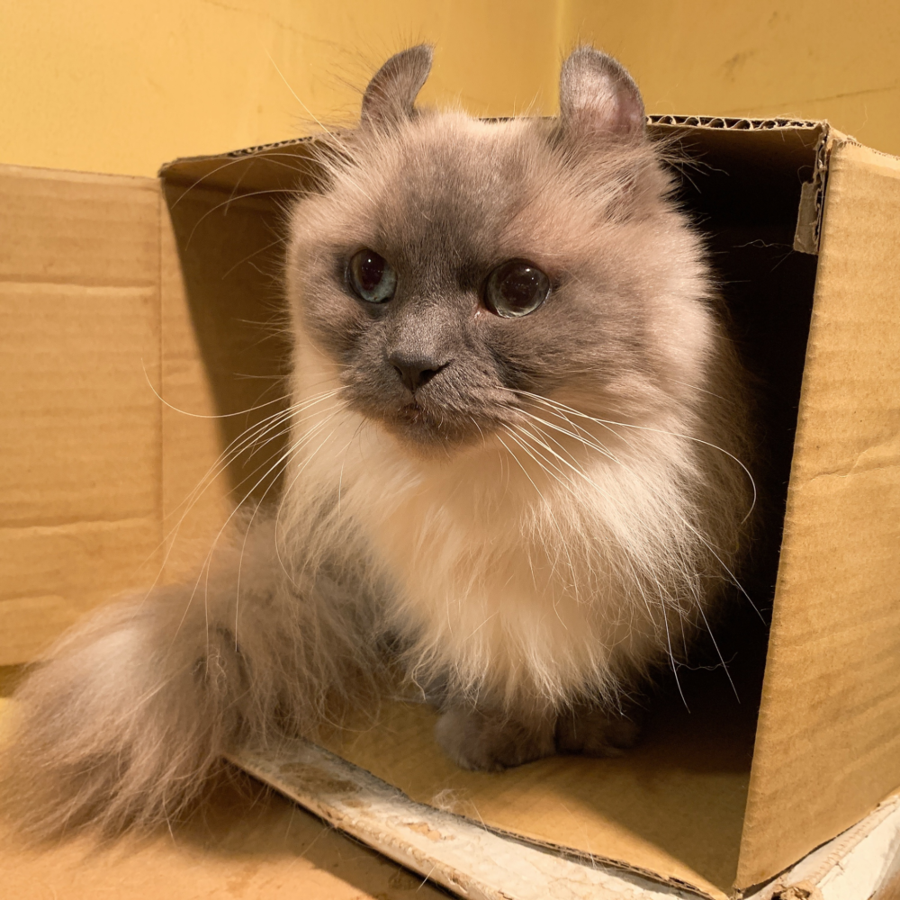 21最新 新宿でおすすめの猫カフェ3選 可愛い猫達に癒されよう Lamire ラミレ