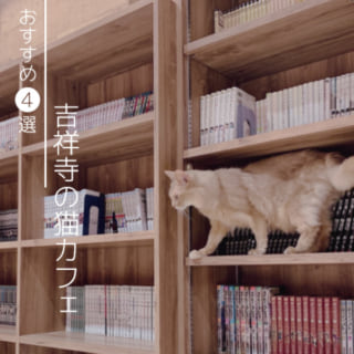 吉祥寺の猫カフェおすすめ4選