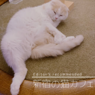 新宿の猫カフェおすすめ3選