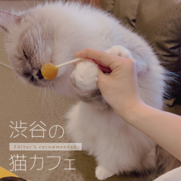 21最新 渋谷 原宿エリアのおすすめ猫カフェ4選 愛くるしい猫たちに癒されよう Lamire ラミレ