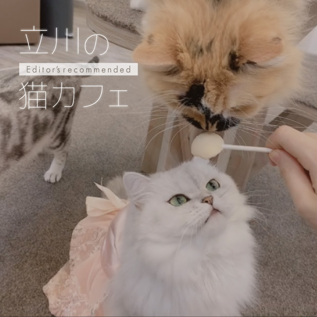 立川のおすすめ猫カフェ