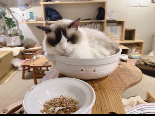 鍋の中でくつろぐネコ