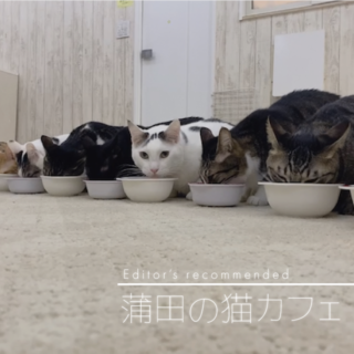 【2021最新】蒲田でおすすめの猫カフェ「にゃんくる 蒲田店」を徹底レポ！