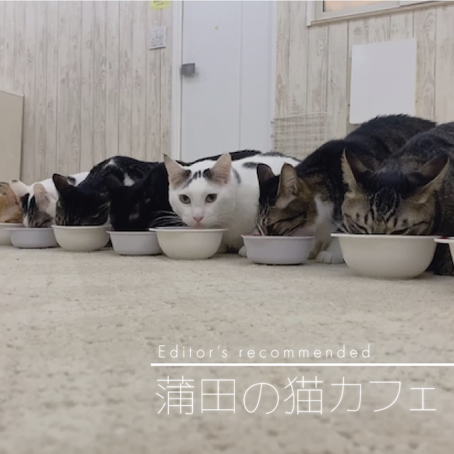 21最新 蒲田でおすすめの猫カフェ にゃんくる 蒲田店 を徹底レポ Lamire ラミレ