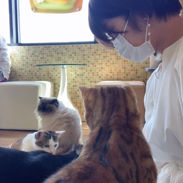 猫まるカフェ上野店のネコ