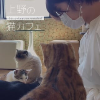 上野エリアでおすすめの猫カフェを紹介