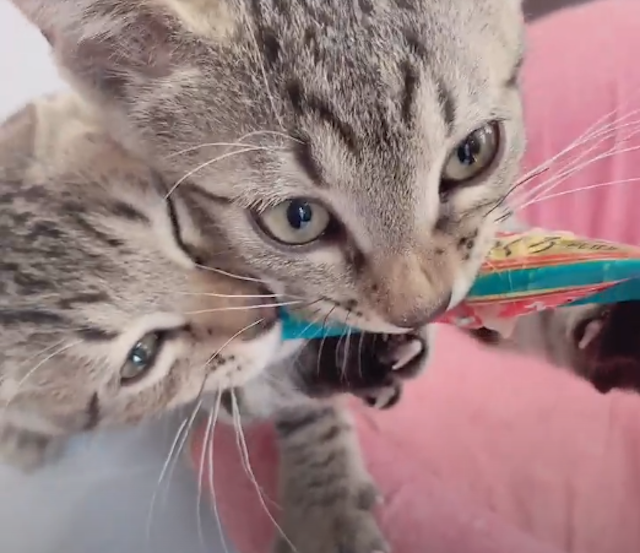 チャオちゅーるを食べる二匹の猫