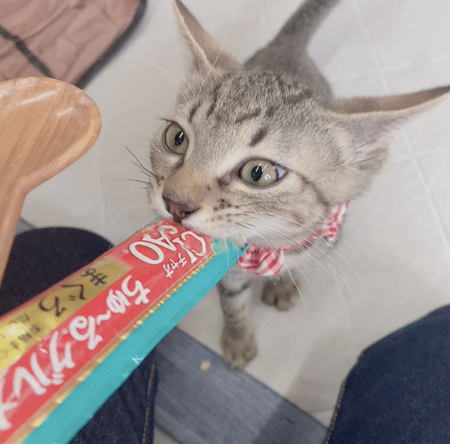チャオちゅーるを食べる猫