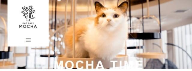 猫カフェMOCHAトップページ