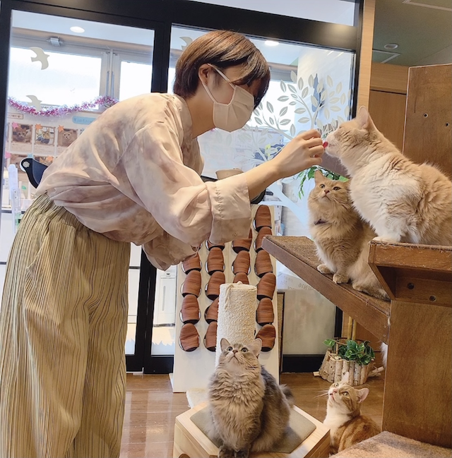 猫カフェもふにゃんの店内